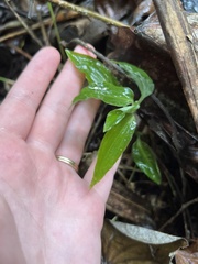 Microchilus