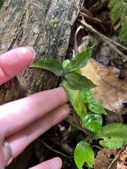 Microchilus