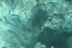 Cyclichthys spilostylus