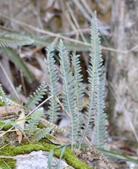 Pleopeltis lepidopteris