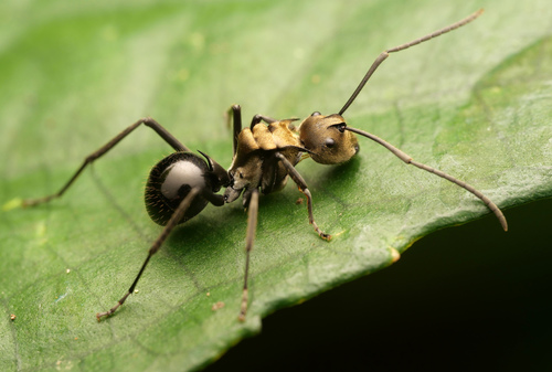 Polyrhachis sericataPolyrhachis sericata