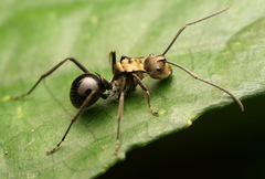 Polyrhachis sericata