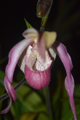 Phragmipedium