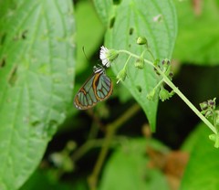 Ithomia terra