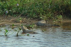 Caiman crocodilus crocodilus