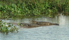 Caiman crocodilus crocodilus