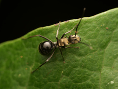 Polyrhachis sericata