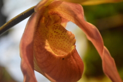 Phragmipedium