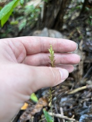Microchilus
