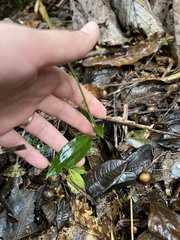 Microchilus