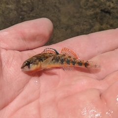 Etheostoma spectabile