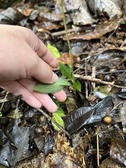 Microchilus