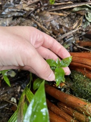 Microchilus