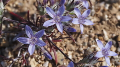 Eriastrum eremicum eremicum