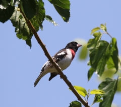 Pheucticus ludovicianus