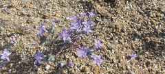 Eriastrum eremicum eremicum