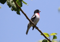 Pheucticus ludovicianus