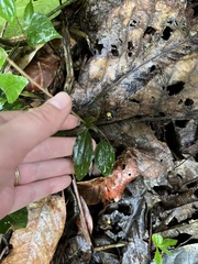 Microchilus
