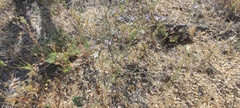 Eriastrum sapphirinum sapphirinum