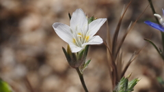 Eriastrum sapphirinum sapphirinum
