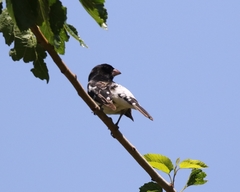 Pheucticus ludovicianus