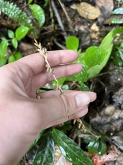 Microchilus