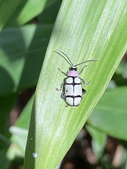 Omophoita octoguttata