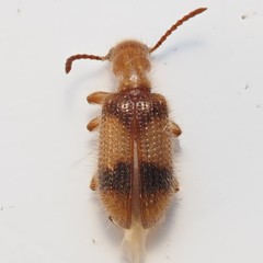 Cymatodera puncticollis