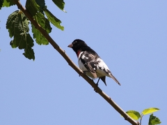Pheucticus ludovicianus