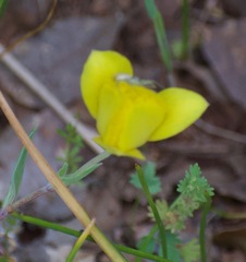 Calochortus monophyllus