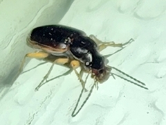 Stenolophus ochropezus