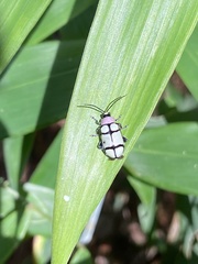 Omophoita octoguttata