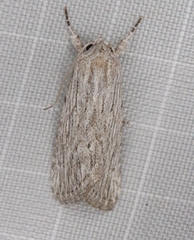 Catabena lineolata