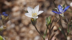 Eriastrum sapphirinum sapphirinum