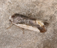 Tarache expolita