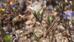 Eriastrum sapphirinum sapphirinum