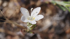 Eriastrum sapphirinum sapphirinum
