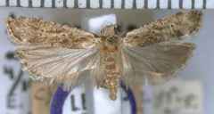Anisoplaca achyrota