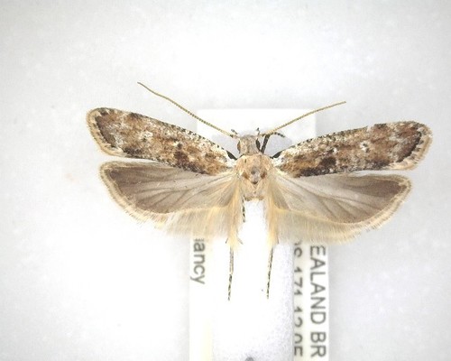 Anisoplaca achyrota photo 3