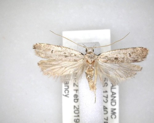 Anisoplaca achyrota photo 4
