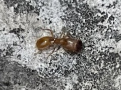 Pheidole pelor