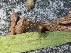 Pheidole pelor