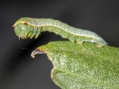 Thalaina selenaea