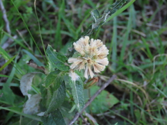 Pterocaulon angustifolium