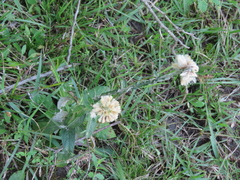 Pterocaulon angustifolium
