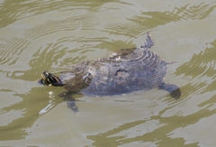 Pseudemys concinna