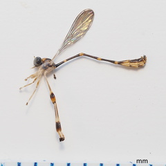 Leptopteromyia americana