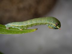 Thalaina selenaea