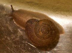Helminthoglypta cypreophila