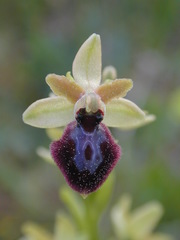 Ophrys exaltata